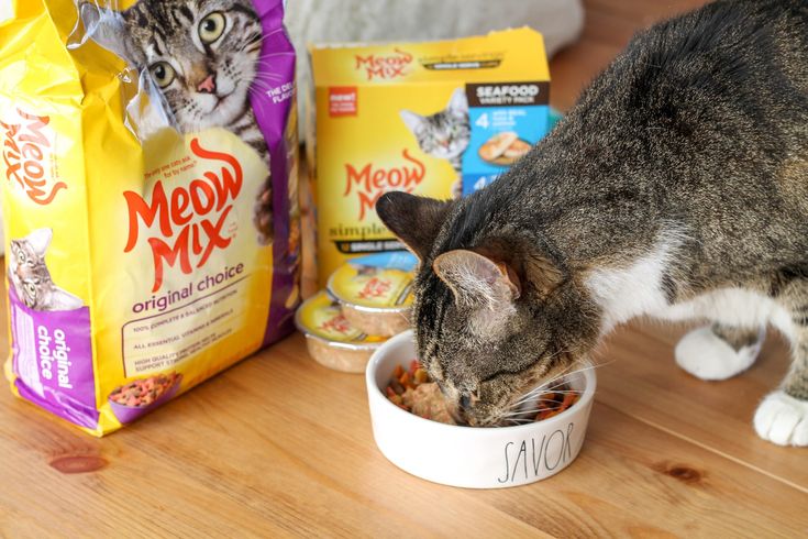 Learn the Pros and Cons of Feeding Your Kitten Meow Mix Adult Cat Food