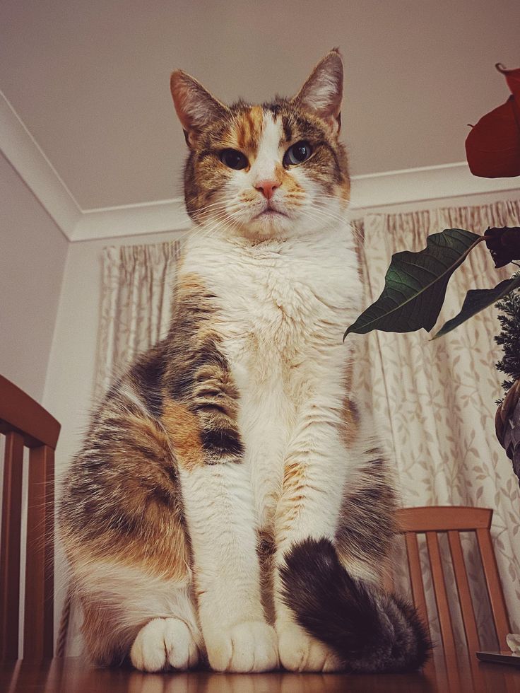 What Is the Downside of Having Cats as Pets?