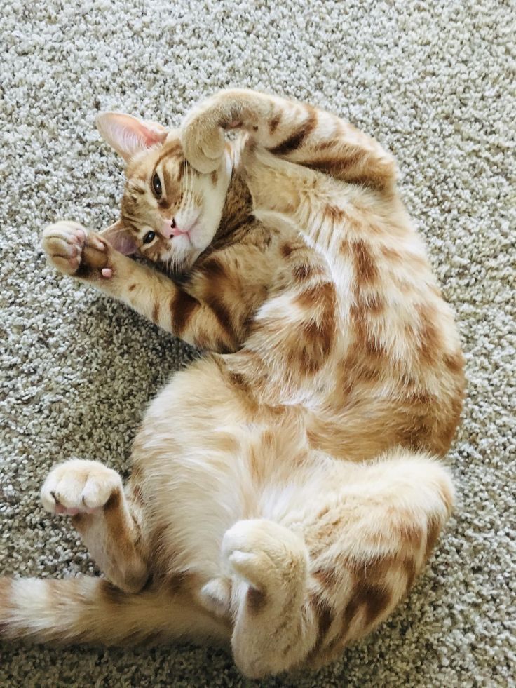 Why Cats Expose Their Soft Belly and Fight You for Petting Them